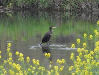 Great Cormorant 鴨川 Sun, 4/21/2024