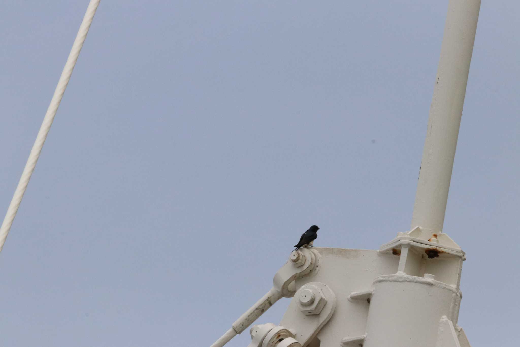 Photo of Barn Swallow at Kasai Rinkai Park by バンケン