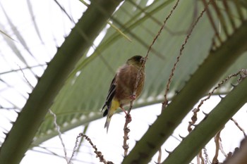 カワラヒワ 葛西臨海公園 2024年4月21日(日)