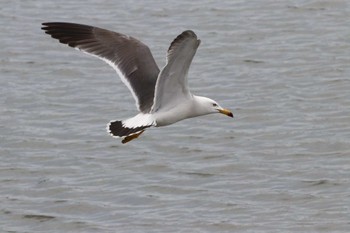 Black-tailed Gull Kasai Rinkai Park Sun, 4/21/2024