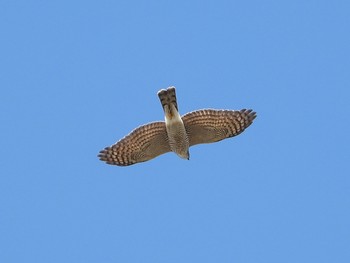 ハイタカ 兵庫県稲美町 2018年12月24日(月)