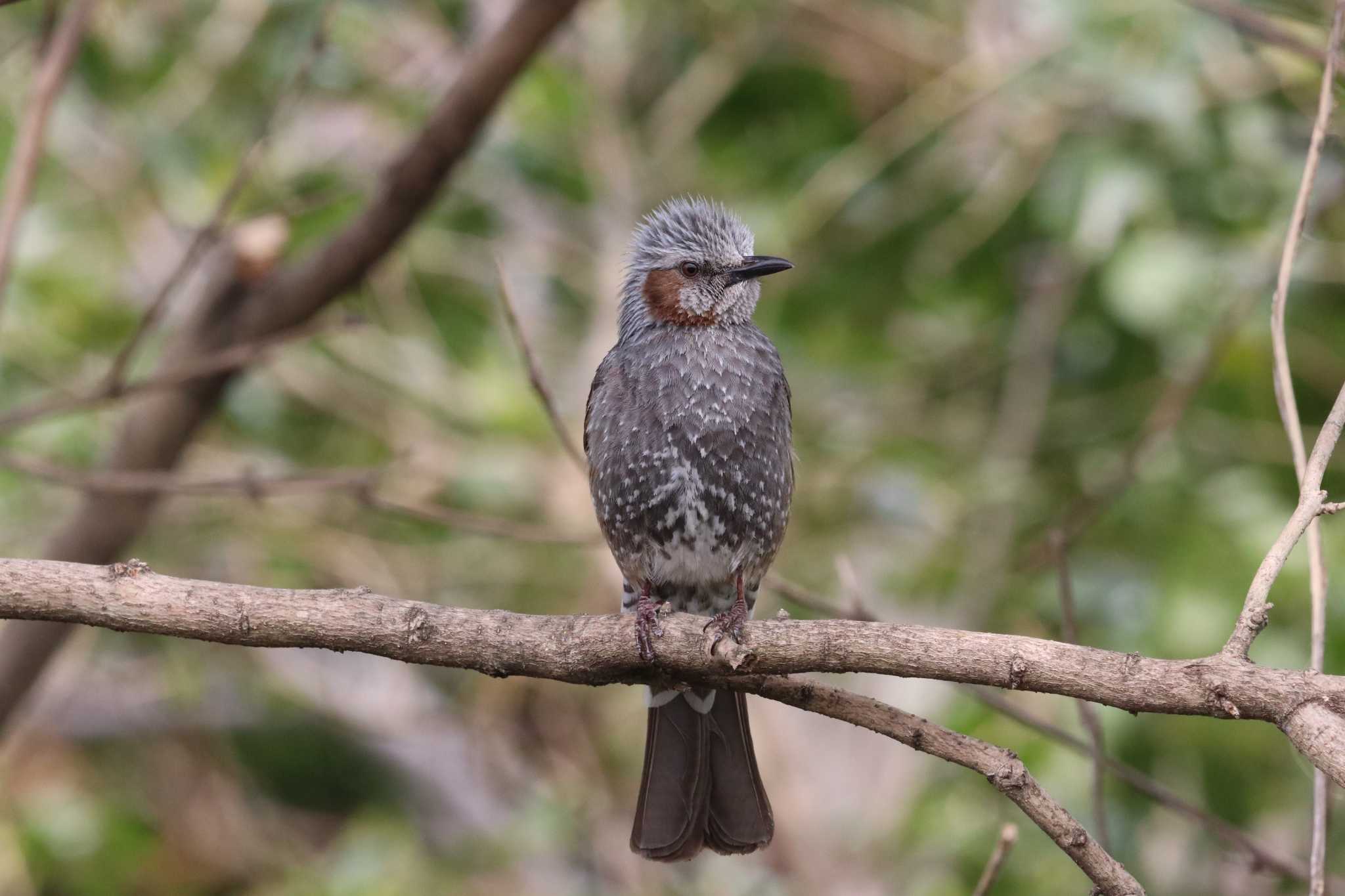 Photo of Brown-eared Bulbul at Kasai Rinkai Park by バンケン