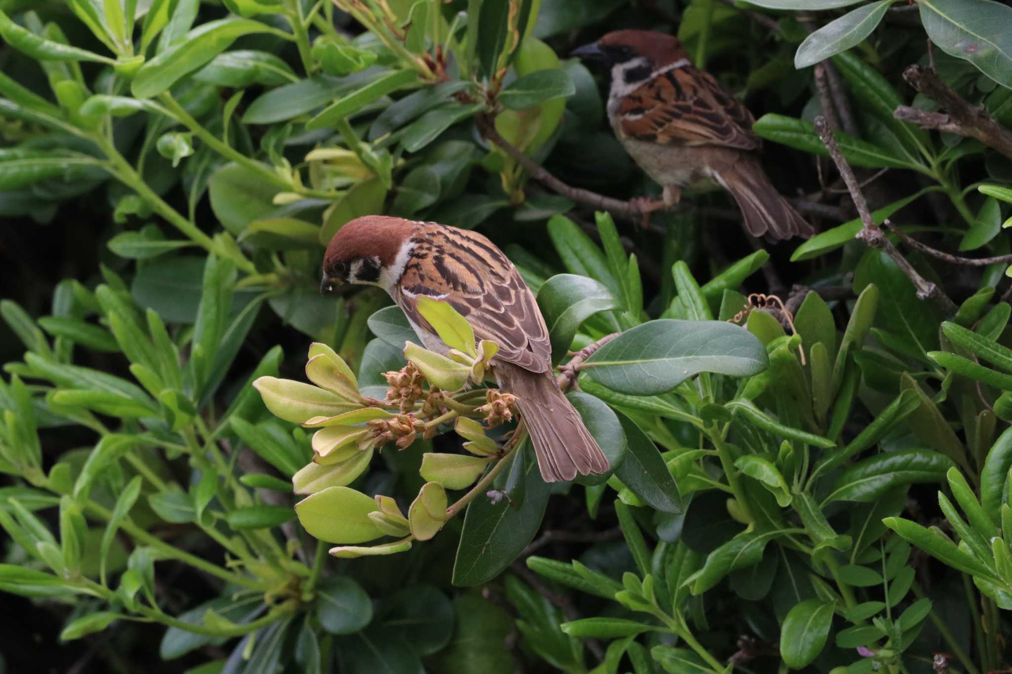 Photo of Eurasian Tree Sparrow at Kasai Rinkai Park by バンケン