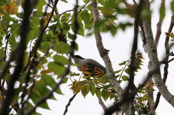 Azure-winged Magpie Kasai Rinkai Park Sun, 4/21/2024