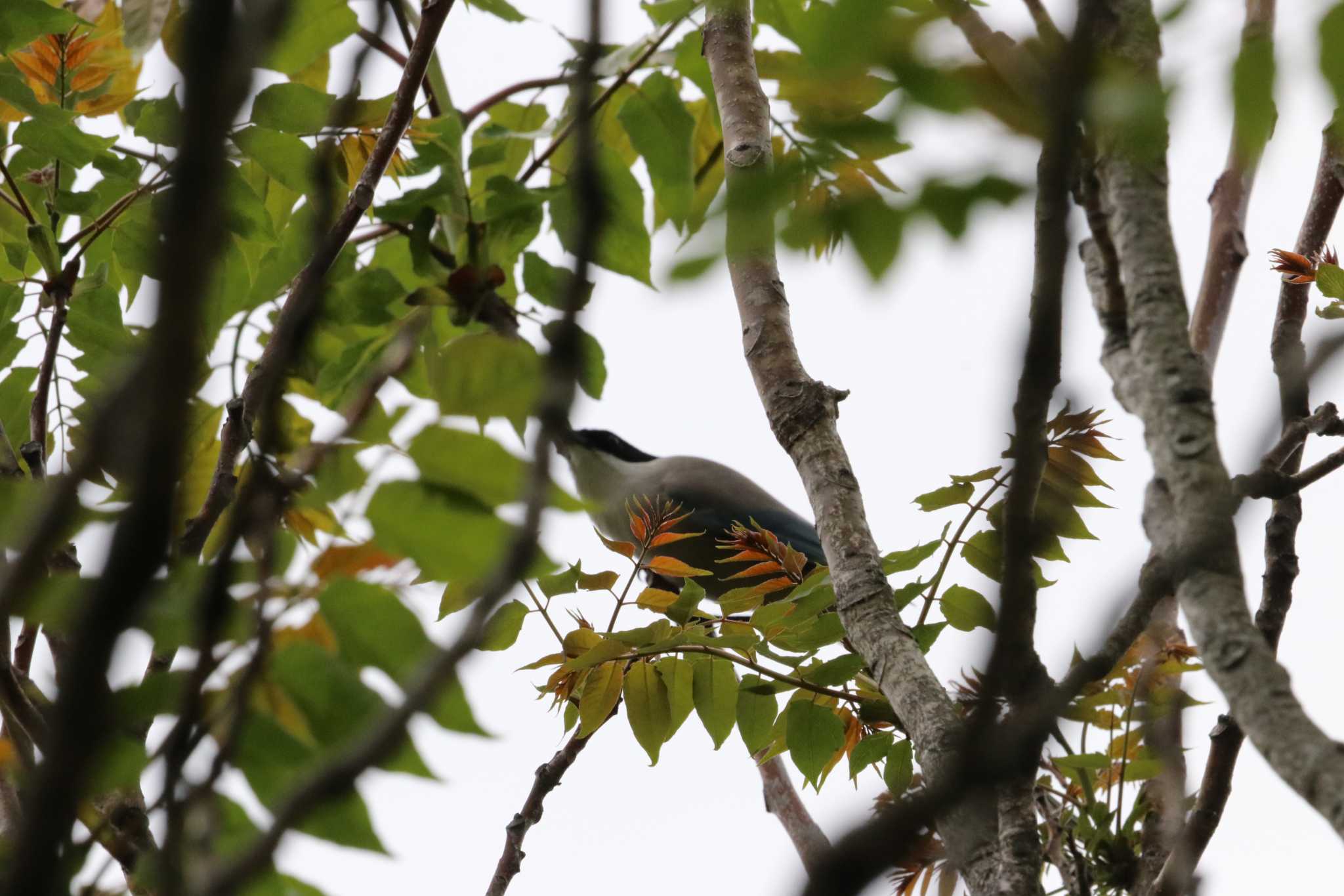 Azure-winged Magpie