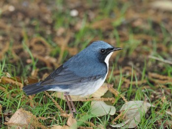 Siberian Blue Robin 兵庫県芦屋市 Thu, 4/18/2024