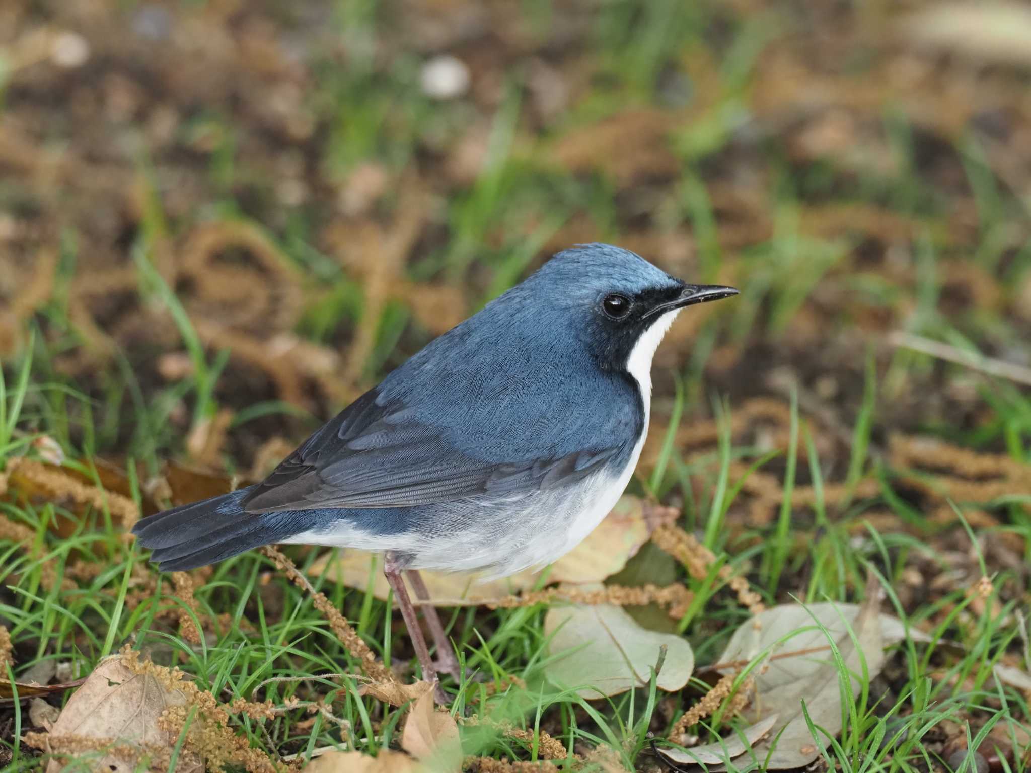 Photo of Siberian Blue Robin at 兵庫県芦屋市 by TN