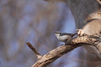 シロハラゴジュウカラ 旭山記念公園 2024年4月8日(月)