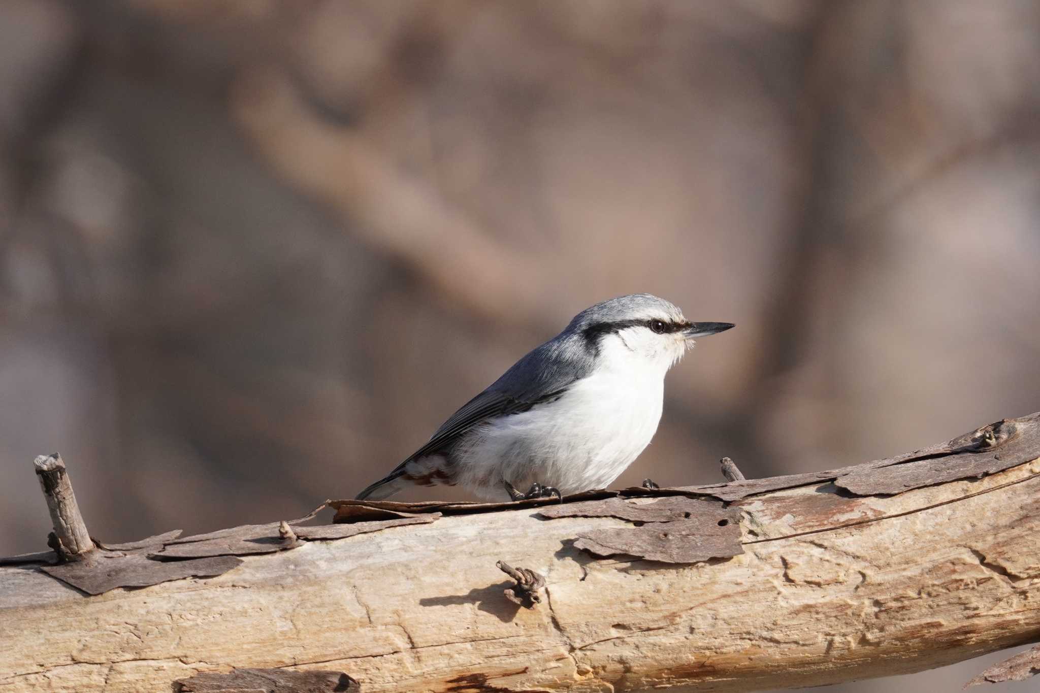 Photo of Eurasian Nuthatch(asiatica) at Asahiyama Memorial Park by くまちん