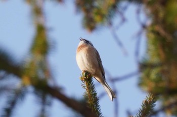 ホオジロ 旭山記念公園 2024年4月8日(月)