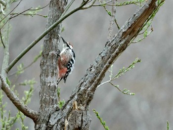 オオアカゲラ 西岡公園(西岡水源地) 2024年4月21日(日)