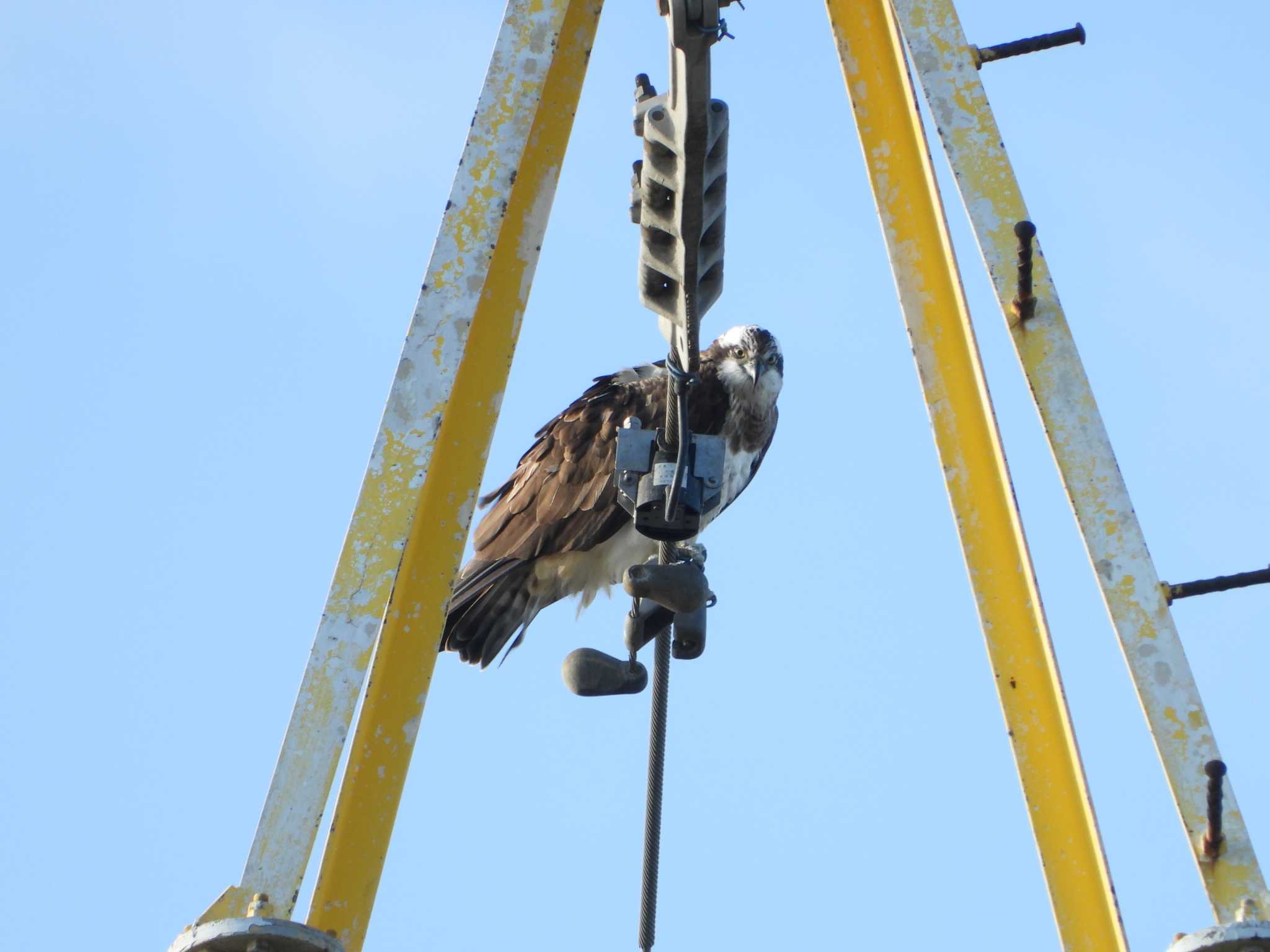 Photo of Osprey at 兵庫県稲美町 by 禽好き