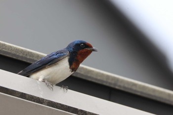 Sat, 4/20/2024 Birding report at 道の駅筆柿の里幸田