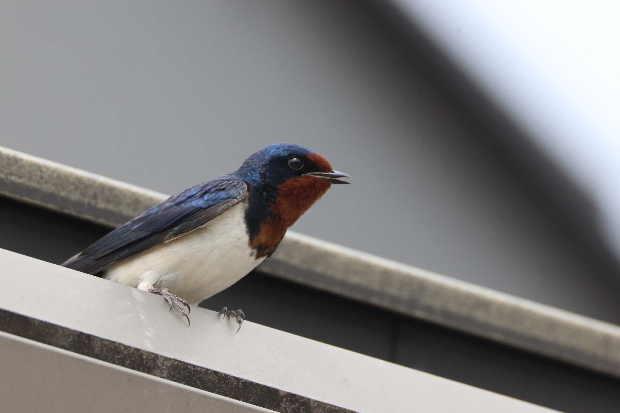 Photo of Barn Swallow at 道の駅筆柿の里幸田 by OHモリ