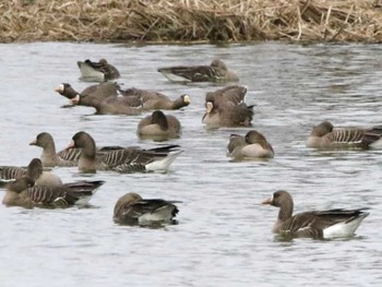 Greater White-fronted Goose 宮島沼 Sun, 4/21/2024