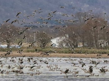 Greater White-fronted Goose 宮島沼 Sun, 4/21/2024