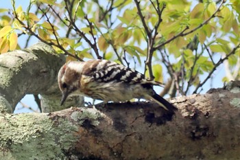 Japanese Pygmy Woodpecker 岡山後楽園 Fri, 4/19/2024