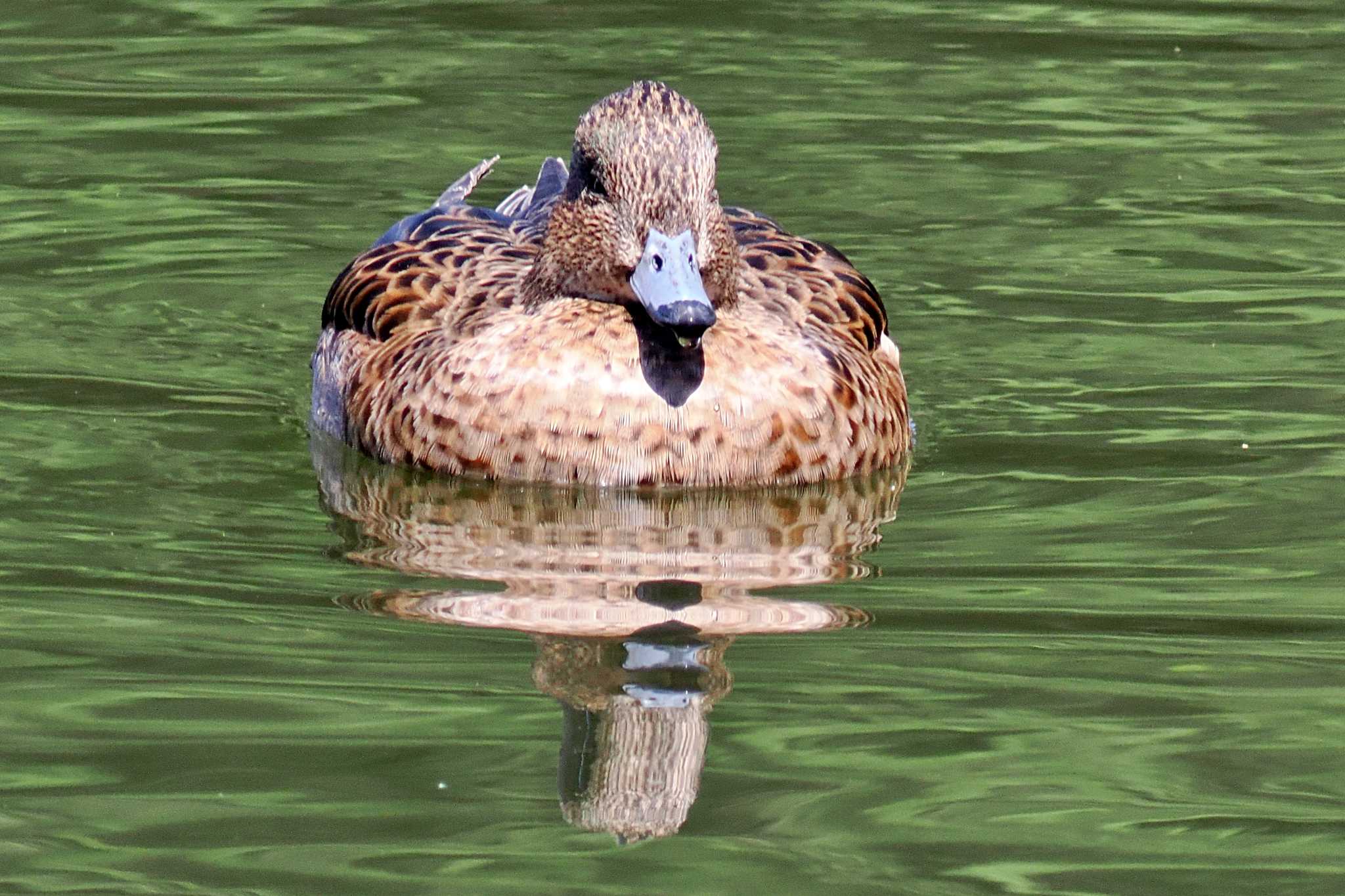 Photo of Eurasian Wigeon at 深山公園 by 藤原奏冥