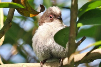 Long-tailed Tit 岡山市後楽園 Fri, 4/19/2024