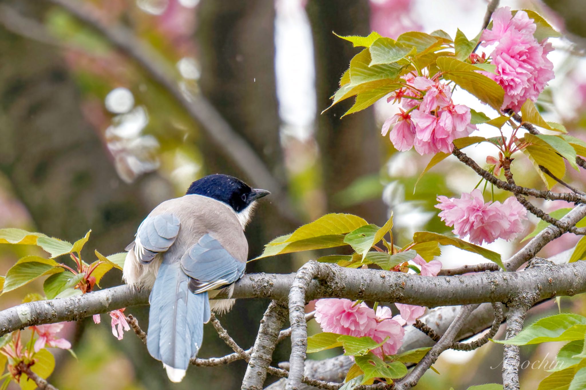 Photo of Azure-winged Magpie at 近所 by アポちん