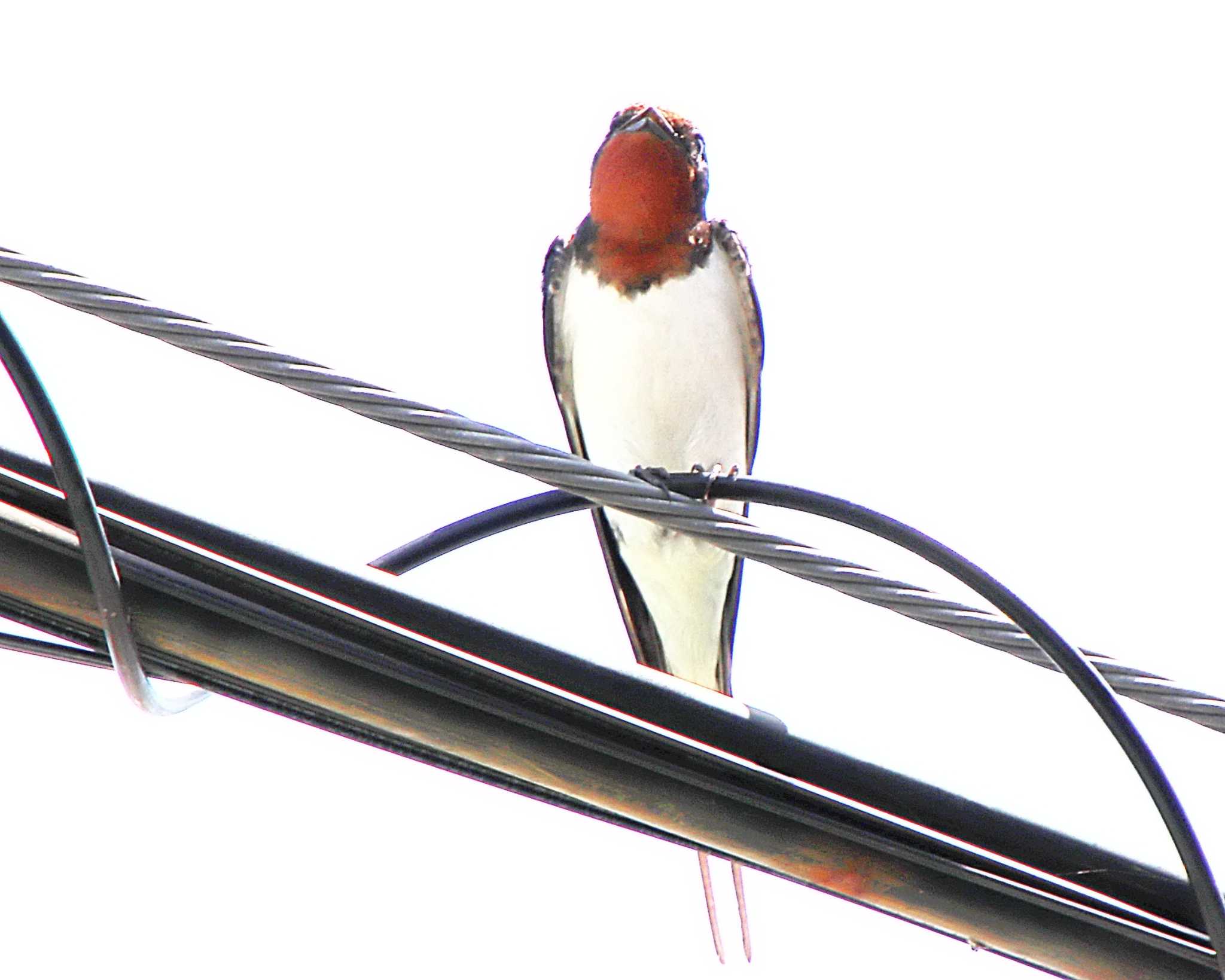 Photo of Barn Swallow at 和泉砂川 by Ken Mimura