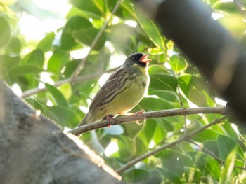 Masked Bunting 多摩川 Sat, 4/20/2024