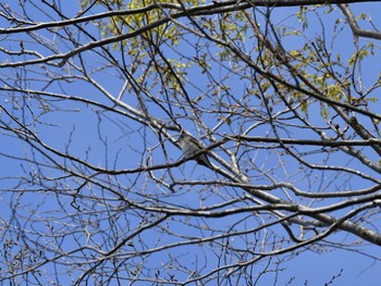 Asian Brown Flycatcher 日向渓谷 Sat, 4/20/2024