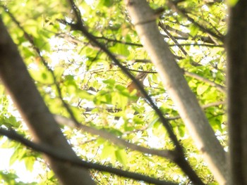 Brown-headed Thrush 多摩川 Sat, 4/20/2024