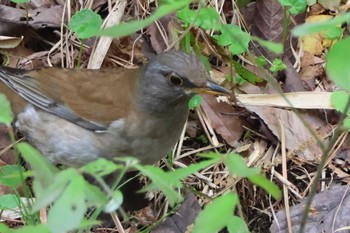 Pale Thrush 鶴舞公園(名古屋) Sun, 4/21/2024