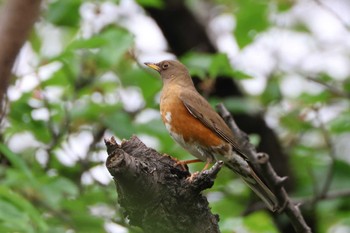 Brown-headed Thrush 鶴舞公園(名古屋) Sun, 4/21/2024