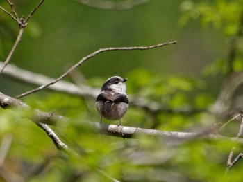 Long-tailed Tit 横浜市立金沢自然公園 Sat, 4/20/2024