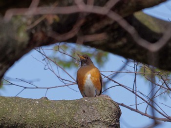 Brown-headed Thrush 横浜市立金沢自然公園 Sat, 4/20/2024