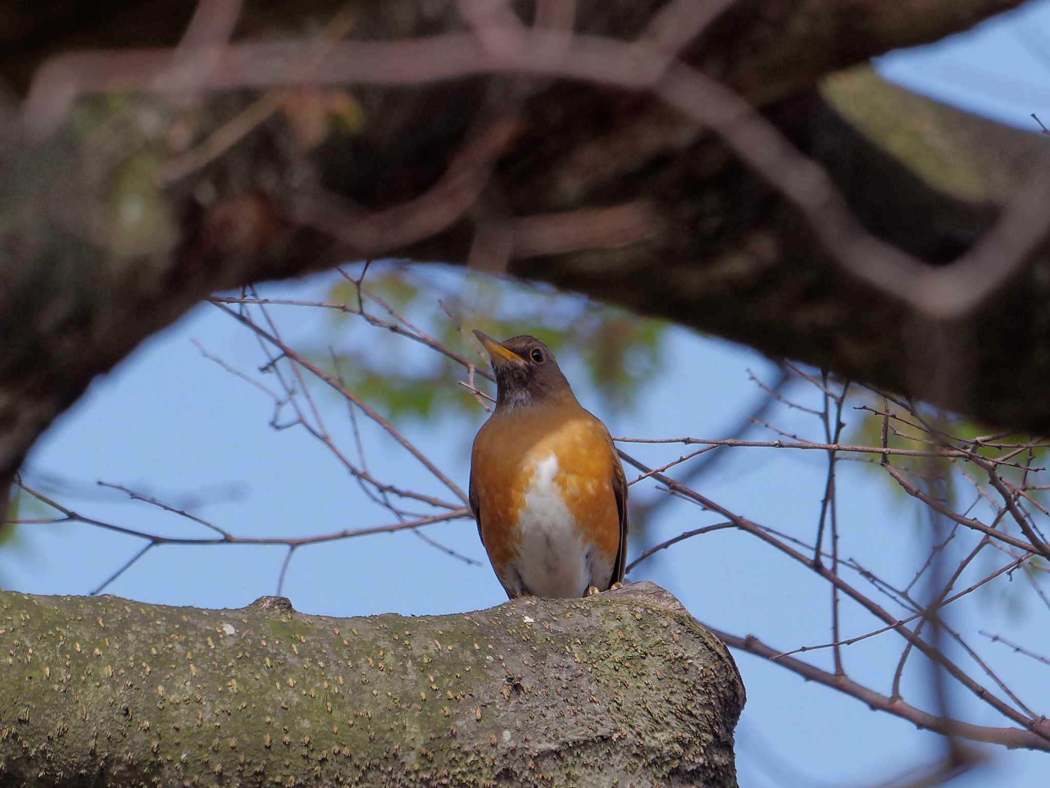 Photo of Brown-headed Thrush at 横浜市立金沢自然公園 by しおまつ