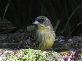 Masked Bunting Kyoto Gyoen Wed, 4/17/2024