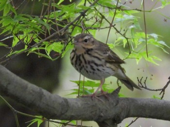 Olive-backed Pipit Kyoto Gyoen Sun, 4/21/2024