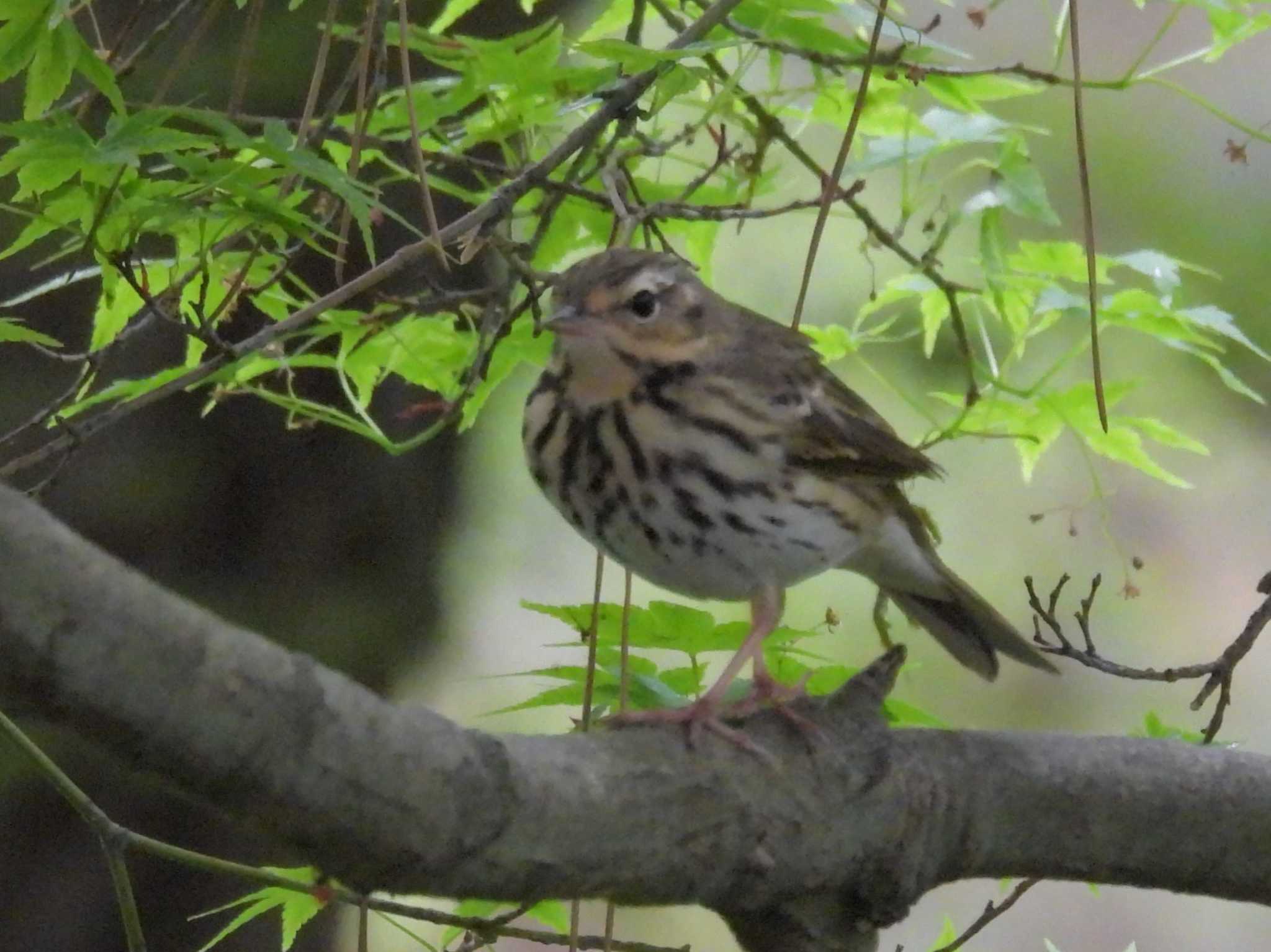 Photo of Olive-backed Pipit at Kyoto Gyoen by ゆりかもめ