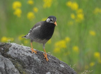 White-cheeked Starling 鴨川 Sun, 4/21/2024