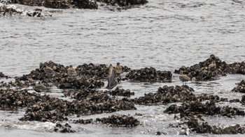 ムナグロ 葛西臨海公園 2024年4月21日(日)