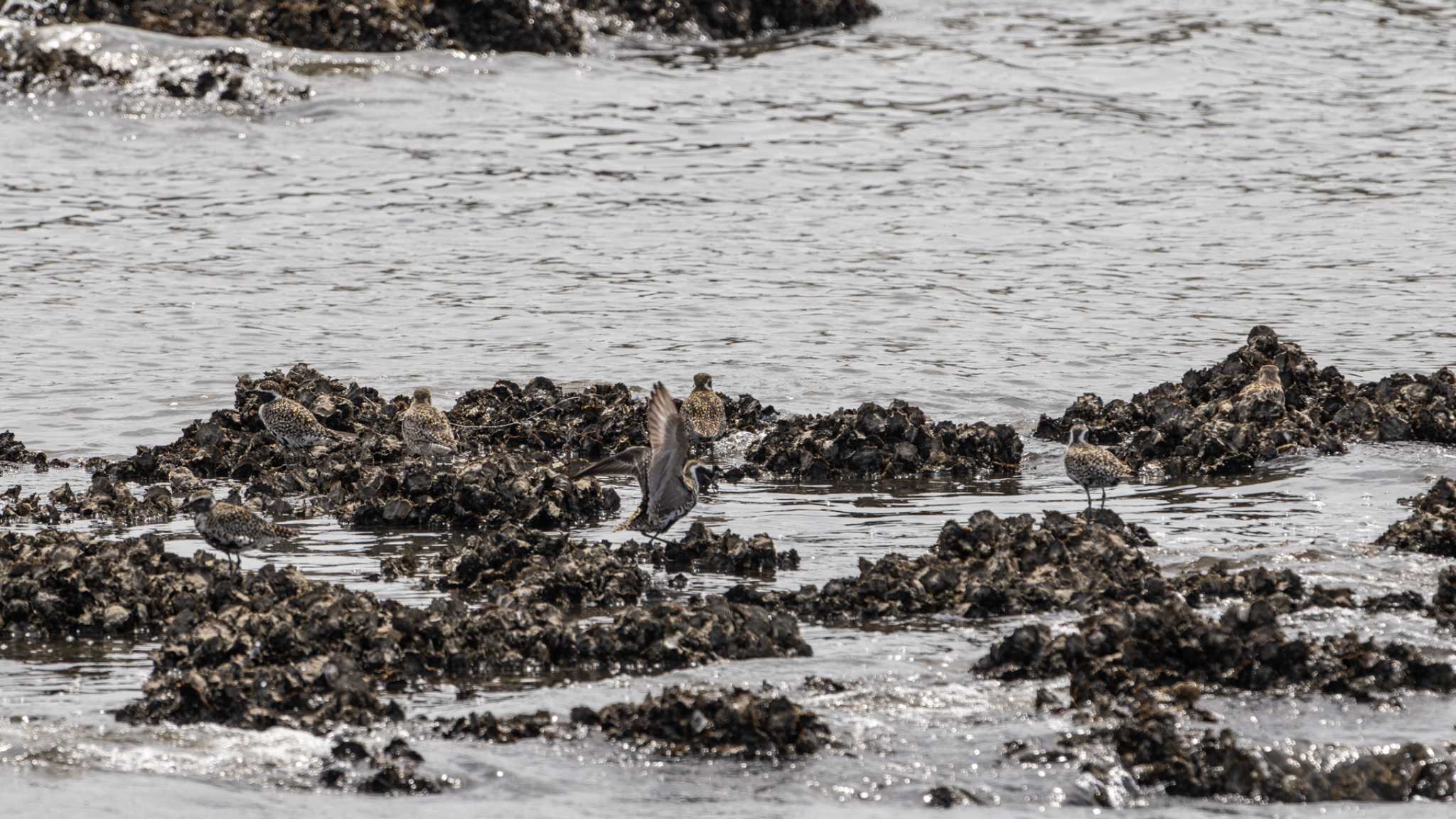 Photo of Pacific Golden Plover at Kasai Rinkai Park by ふなきち