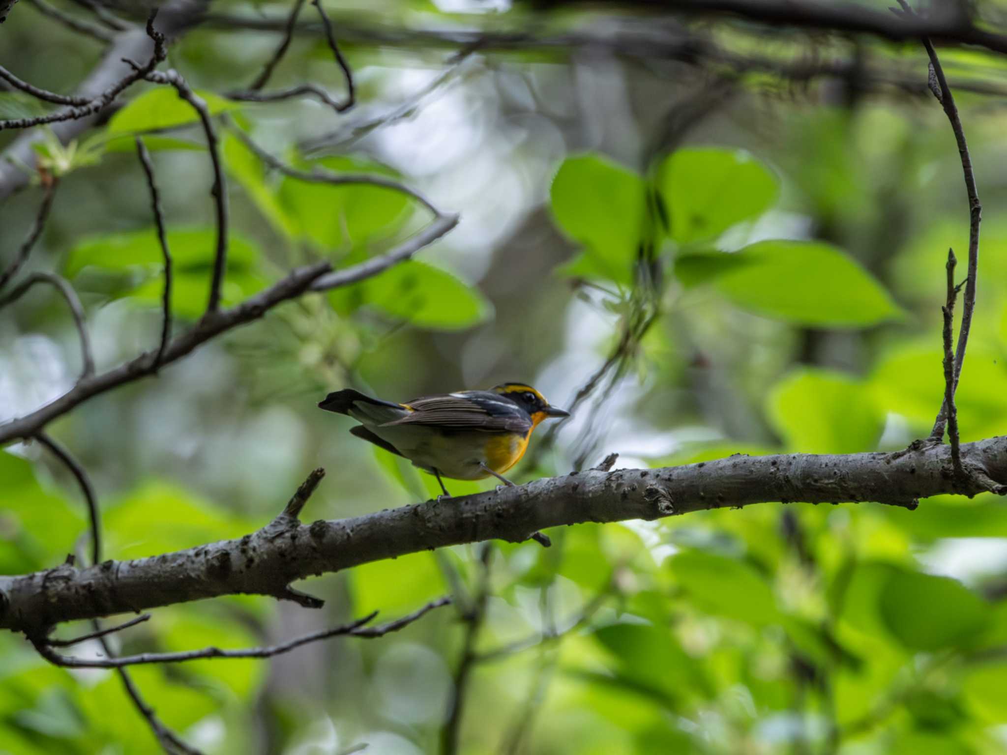 Photo of Narcissus Flycatcher at Kasai Rinkai Park by ふなきち