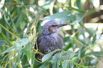 Brown-eared Bulbul 交野市国見山 Fri, 4/19/2024