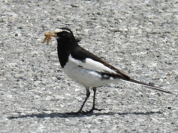 Japanese Wagtail 長浜市 Sat, 4/20/2024