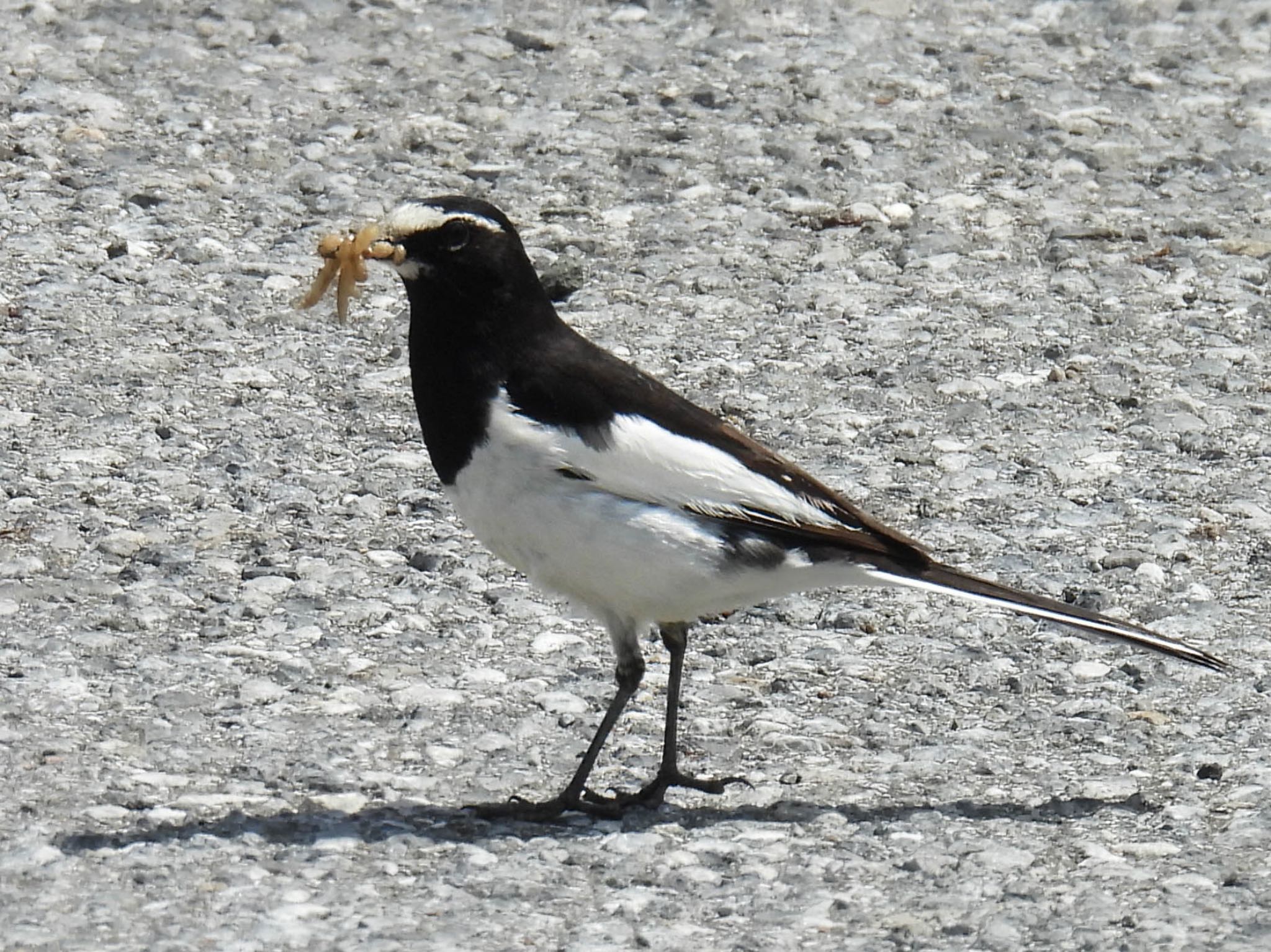 Photo of Japanese Wagtail at 長浜市 by じゃすみん 岐阜ラブ❤︎