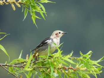 Chestnut-cheeked Starling Yogoko Sun, 4/21/2024