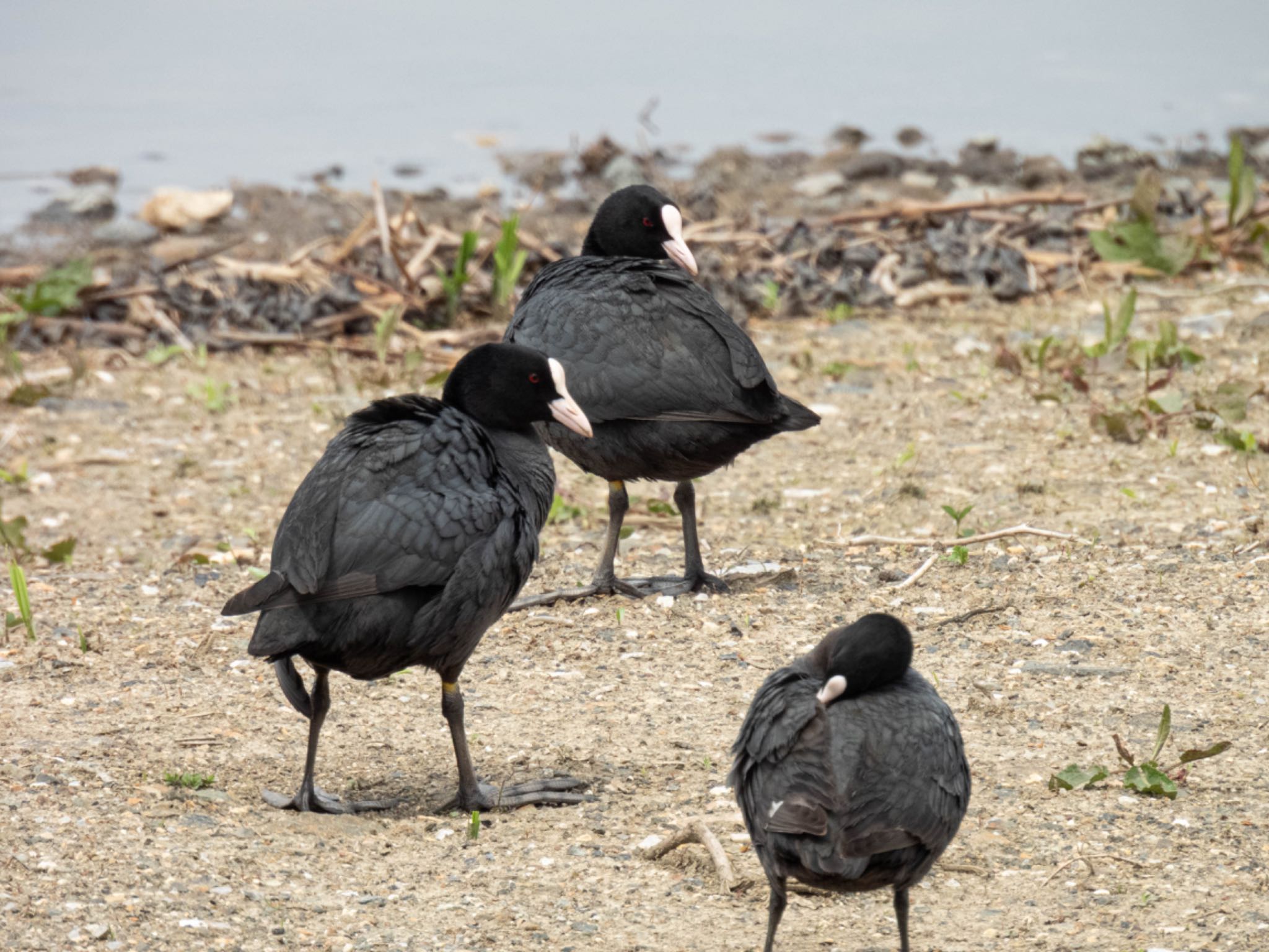 Photo of Eurasian Coot at 長浜市 by じゃすみん 岐阜ラブ❤︎