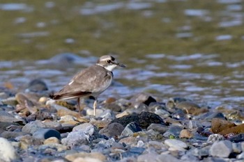 Long-billed Plover Unknown Spots Tue, 4/16/2024