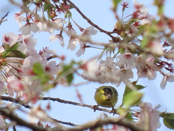 マヒワ 自宅近辺 2024年4月17日(水)