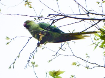 Indian Rose-necked Parakeet 洗足池(大田区) Sun, 4/21/2024