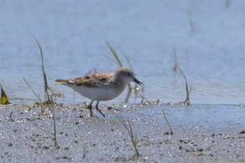 Little Stint 熊本市沖新町 Fri, 4/24/2020