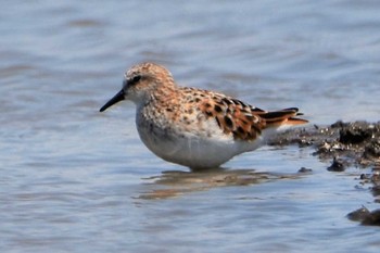 Little Stint 熊本市沖新町 Fri, 4/24/2020